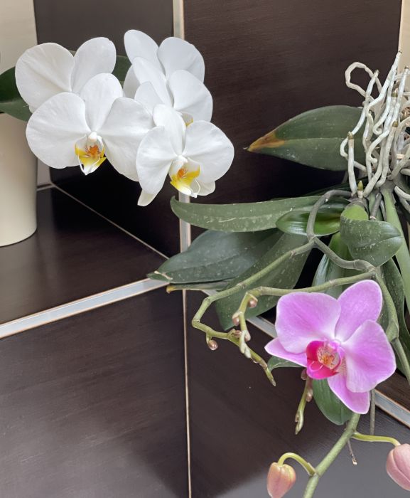 oorchideje2024_281029.JPG