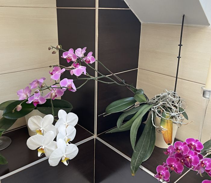 oorchideje2024_282329.JPG