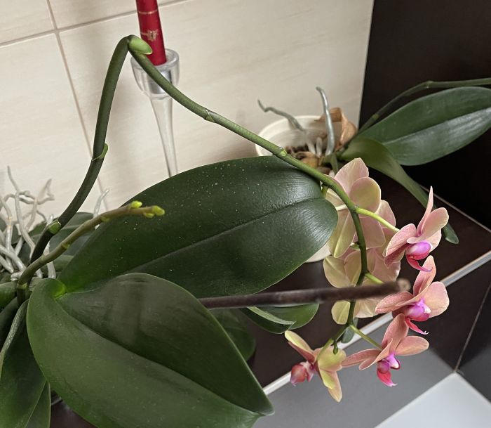 oorchideje2024_284029.JPG