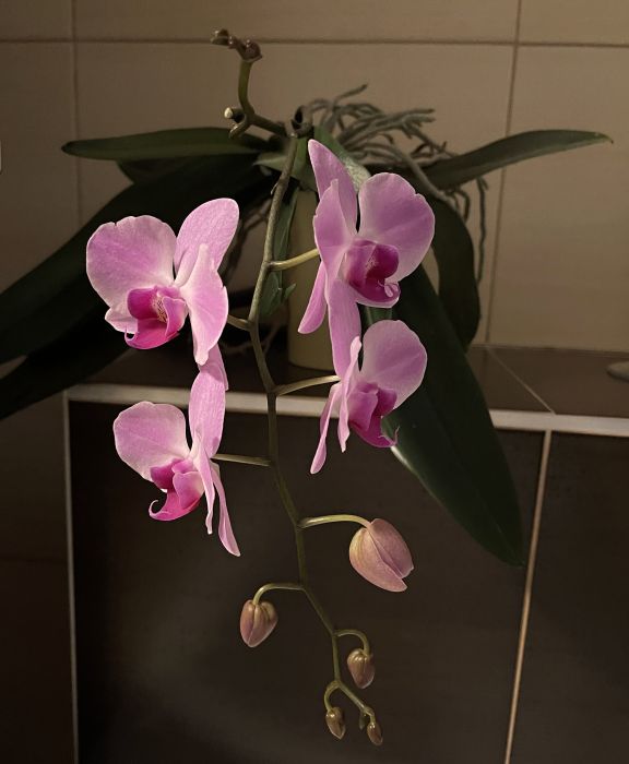 oorchideje2024_284529.JPG