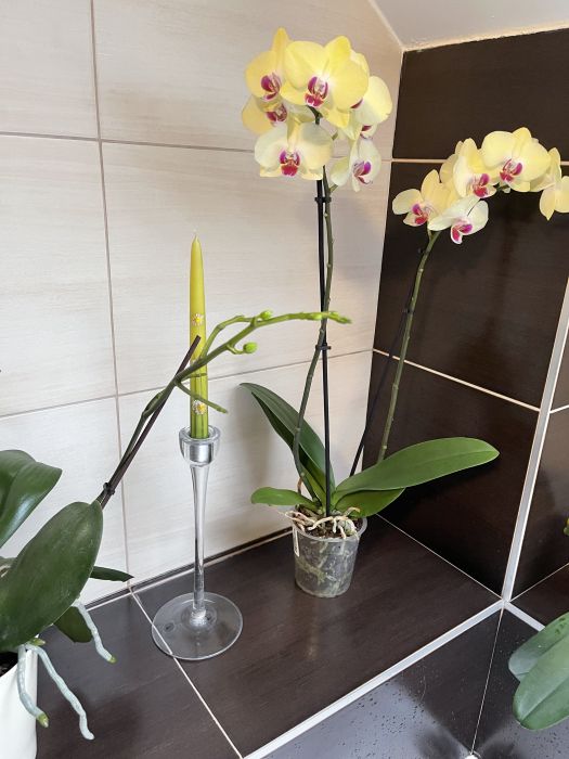 orchideje22_282629.JPG