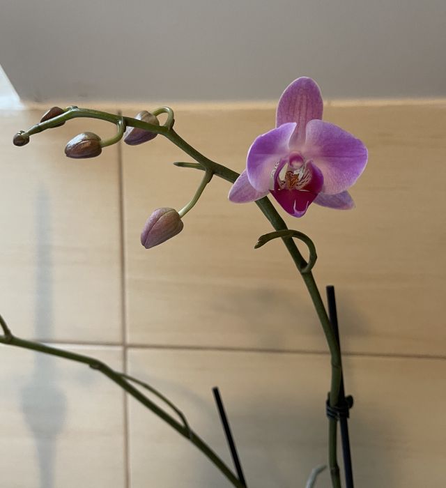 orchideje22_284729.JPG