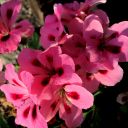 Název souboru=IMG_2549~0.JPG
Velikost souboru=1272KB
Rozměry=2448x2448
Datum přidání=26. Červenec 2014 IMG_2549~0.JPG