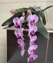 oorchideje2024_28229.JPG