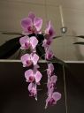 oorchideje2024_28329.JPG