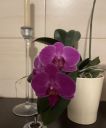 oorchideje2024_284629.JPG
