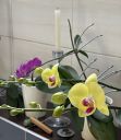 oorchideje2024_28829.JPG